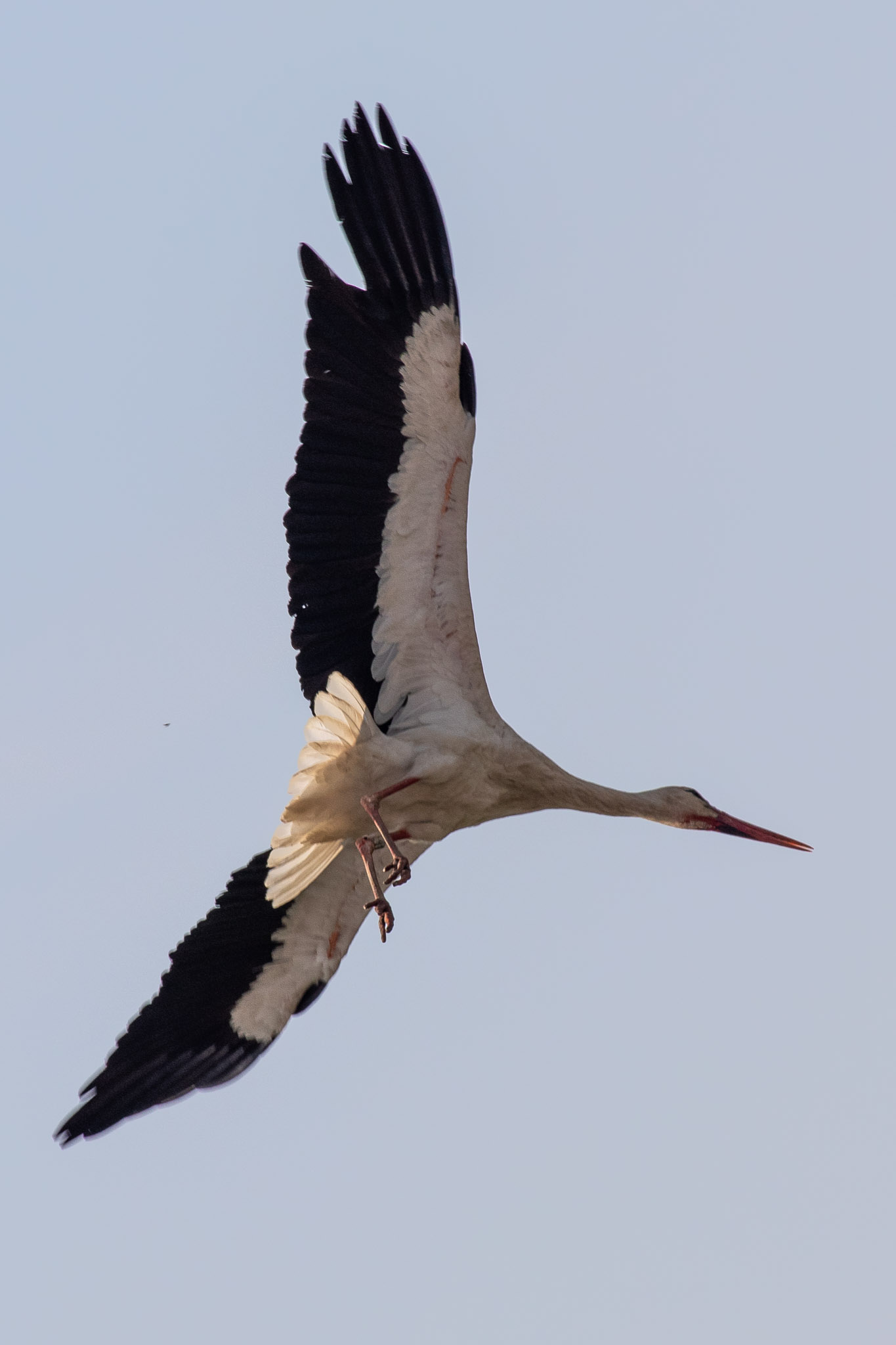 Storch im Flug ©Ralf Ramm